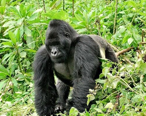 8 Days Gorilla Trekking Rwanda Wildlife Safari