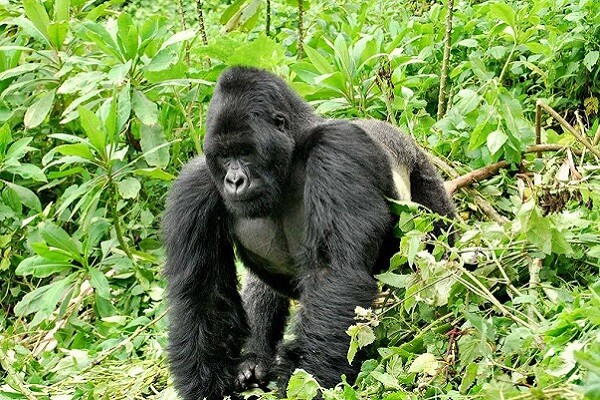 8 Days Gorilla Trekking Rwanda Wildlife Safari
