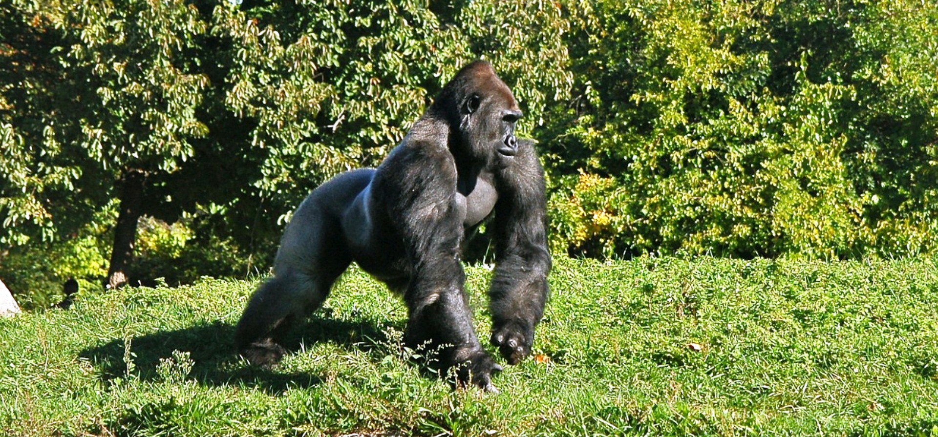 Guide to Gorilla Trekking in Rwanda