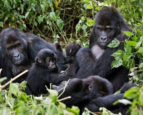 7 Days Congo Gorillas