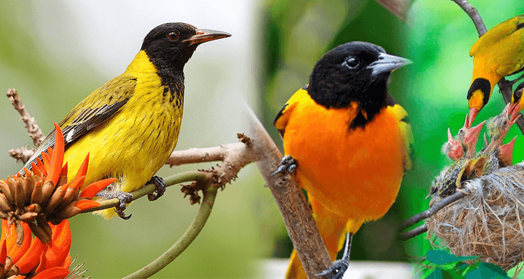birding in Bwindi