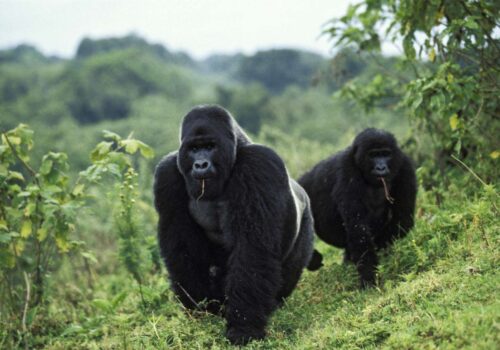 Virunga National Park, Gorilla Trekking In Rwanda