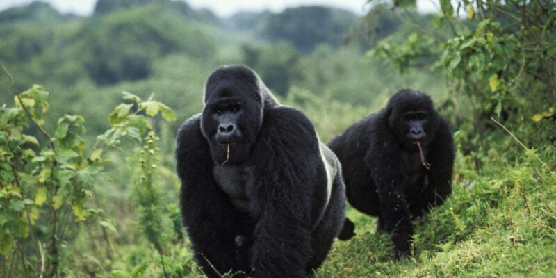 7-Day Volcanoes Gorilla Trek