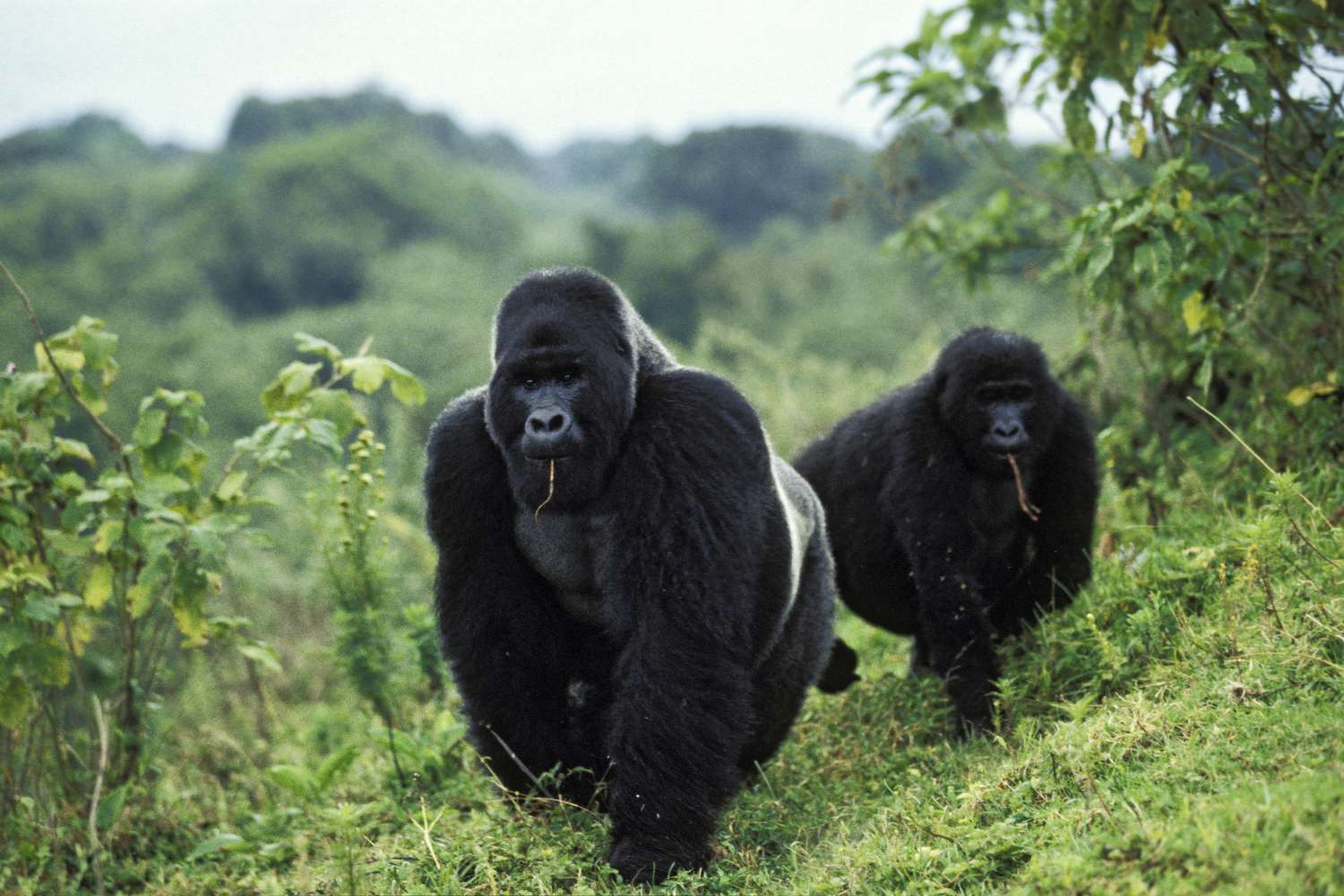 Virunga National Park, Gorilla Trekking in Rwanda