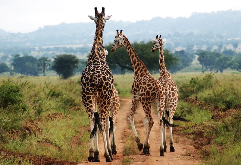 Kidepo Valley National Park