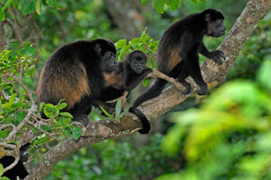 8 Days Congo Primates and Nyiragongo Hike