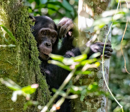 Nyungwe Chimpanzee Trekking Tours.