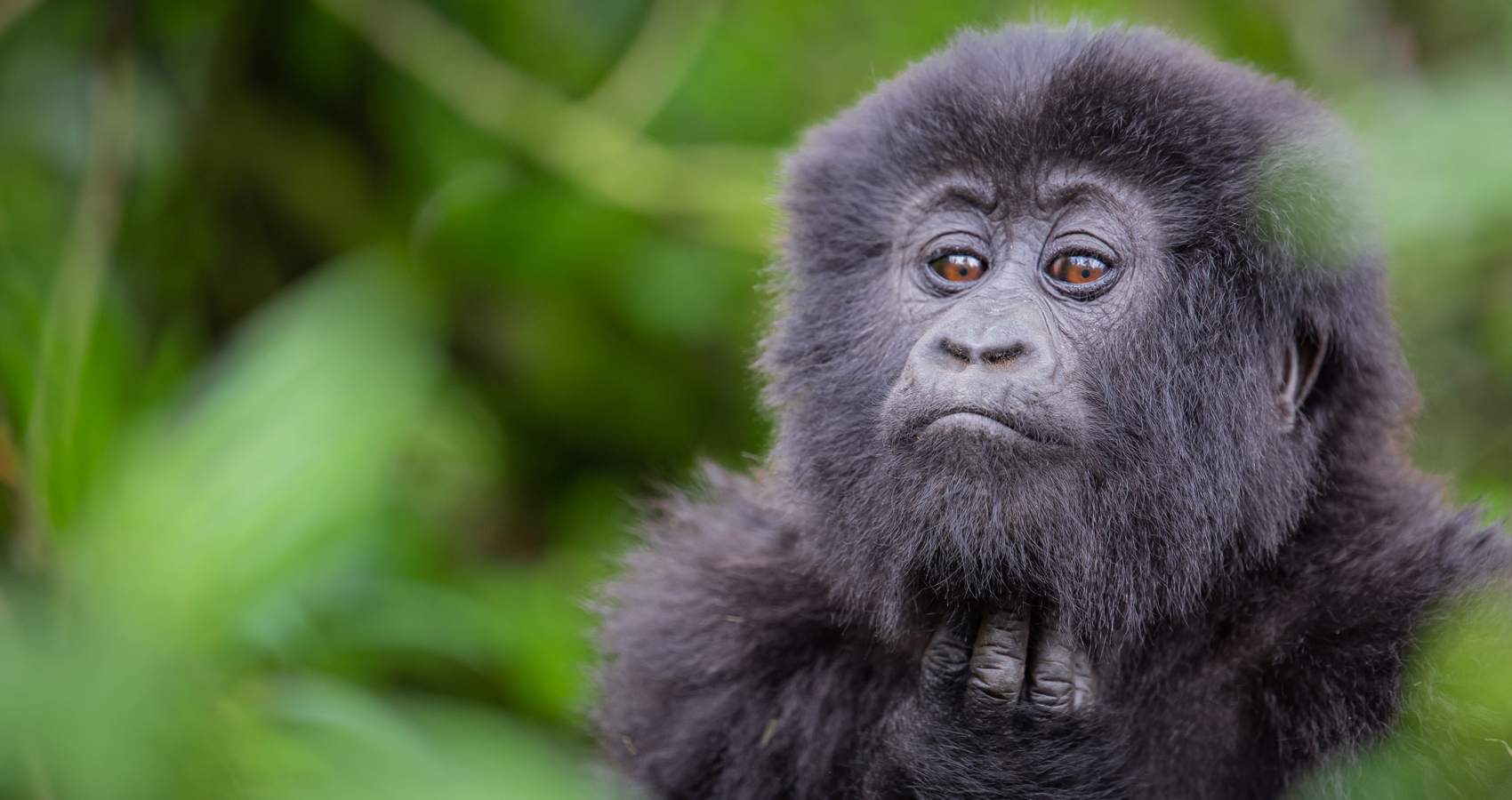 Rwanda gorilla trekking tour