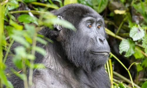 3Days Gorilla Trekking