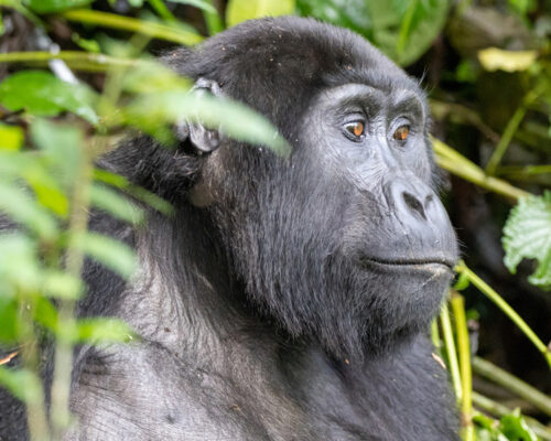 5 Days Uganda Gorilla Trekking Tour