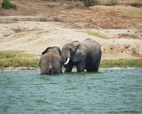 9 Days Best of Uganda Wildlife Safari