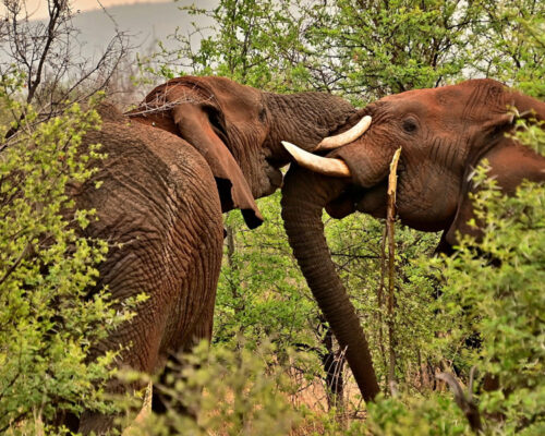 6 Days Wildlife Safari Tour in Uganda