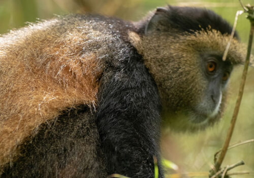 Golden Monkey Tracking In Volcanoes National Park