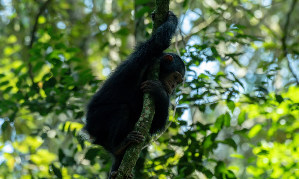 Chimpanzee Tracking in Nyungwe Forest National Park