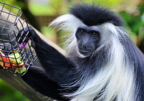 Colobus Monkey Tracking In Nyungwe Forest National Park