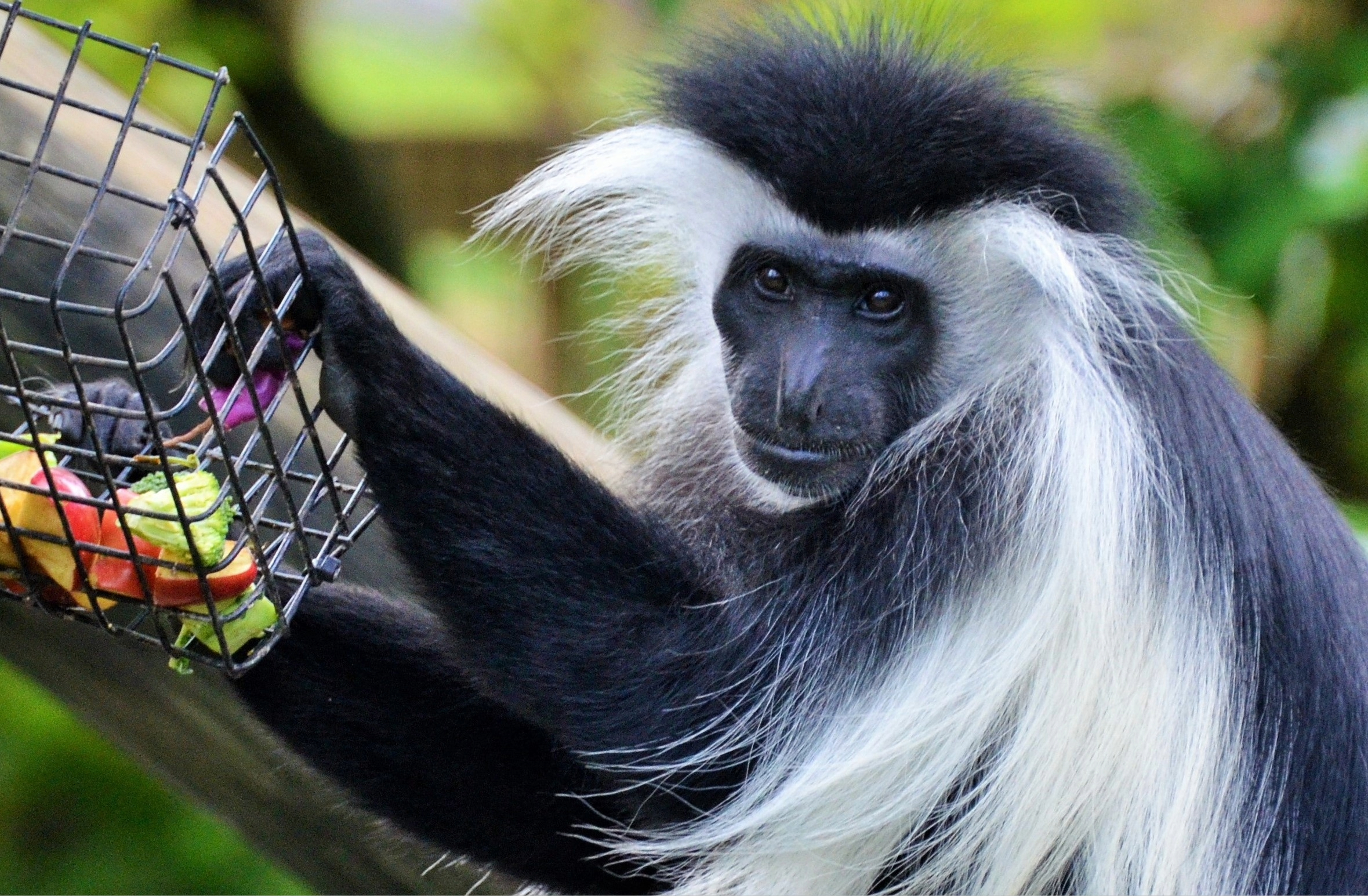 Colobus Monkey Tracking in Nyungwe Forest National Park