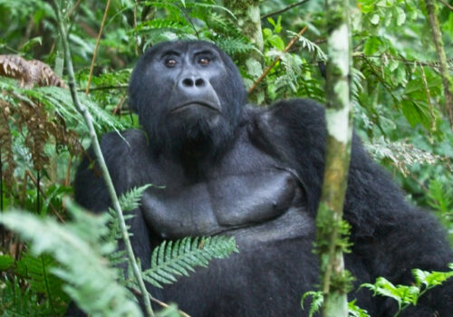 Rwanda Gorilla Permit 2026