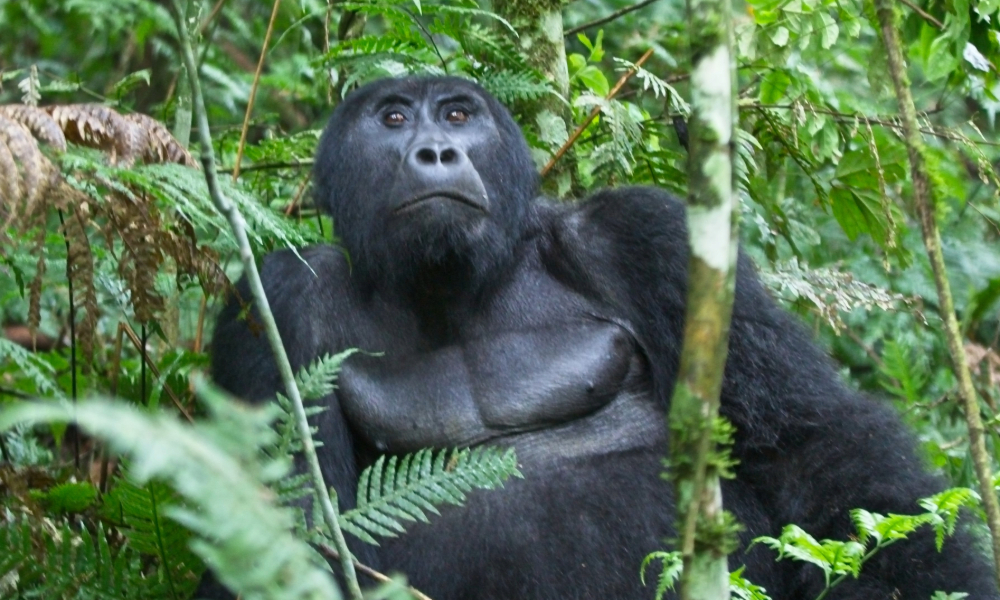 Rwanda Gorilla Permit 2026
