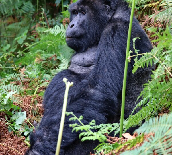 Rwanda Gorilla Permit 2026