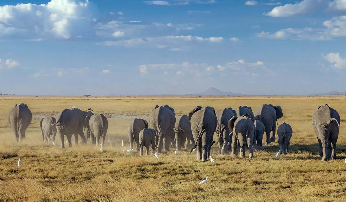 7 Days Kenya Wildlife Safari Tour