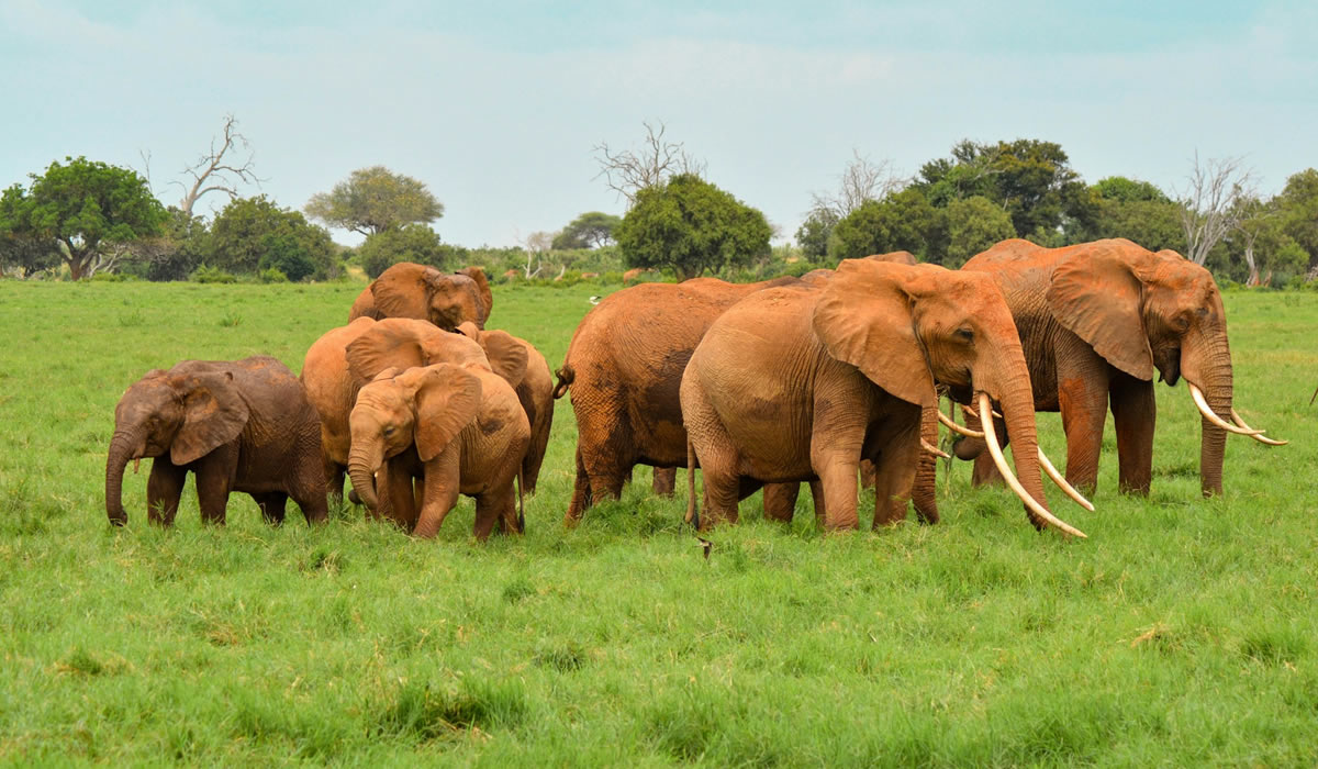 4 Days Amboseli National Park Safari