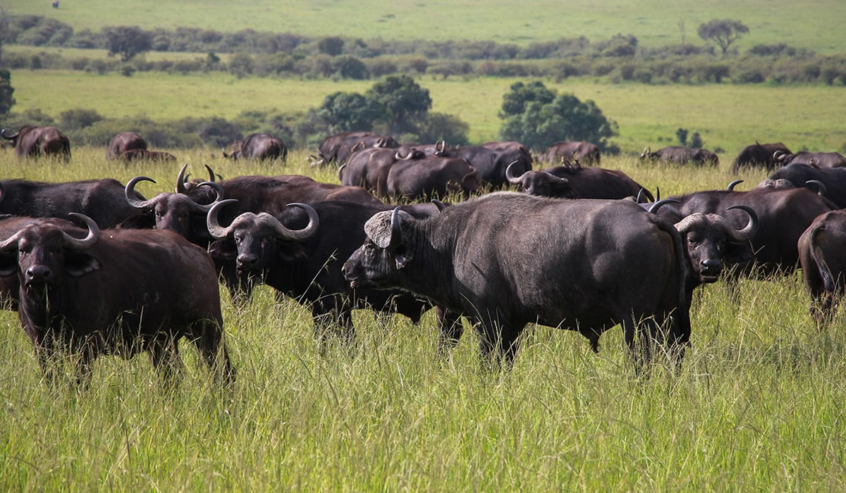 5 Days Kenya Big Five Safari