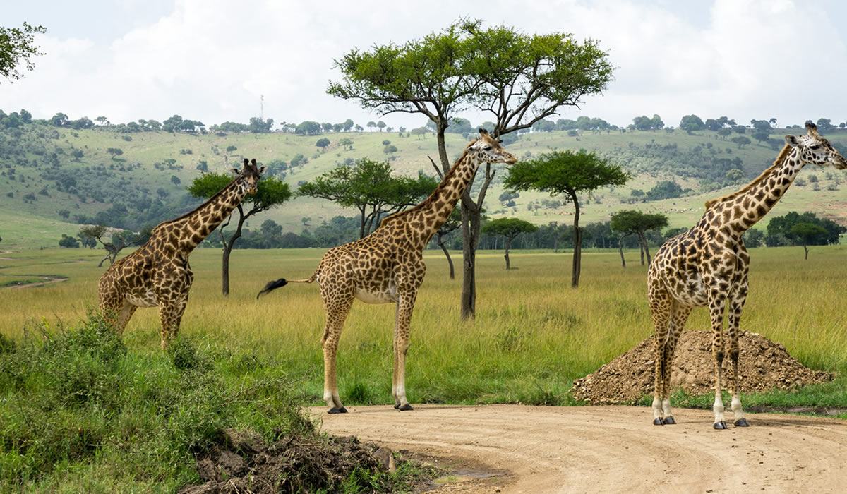 15 Days Complete Kenya Safari and Wildlife Tour