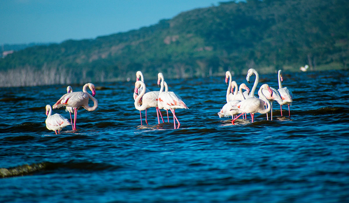 6 Days Maasai Mara and Lake Nakuru Safari