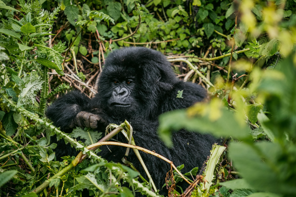3-Day-Rwanda-Culture-&-Gorilla-Tour