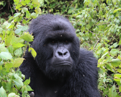 7days gorilla trekking 7 days Rwanda gorilla & culture