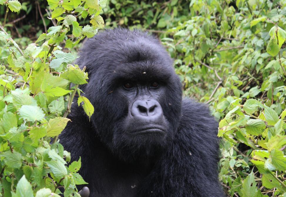 7 days Rwanda gorilla & culture