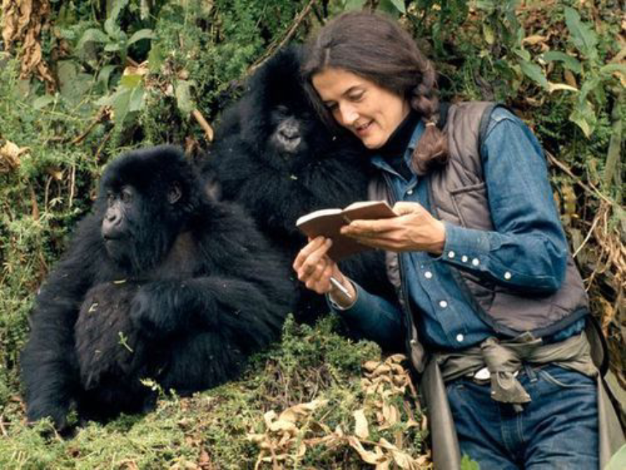 5 Days Gorilla Trekking and Dian Fossey Hike