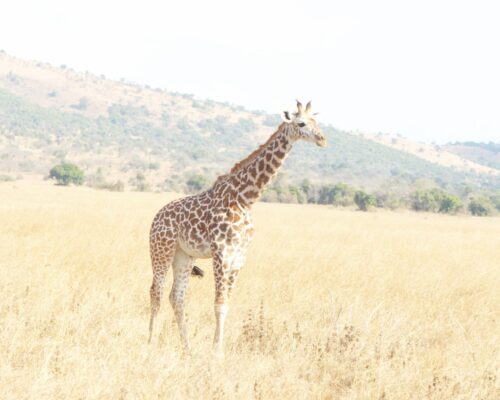 Akagera National Park 2 Days Akagera National Park Safari
