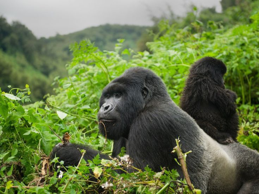 1-Day Rwanda Gorilla Trekking Tour