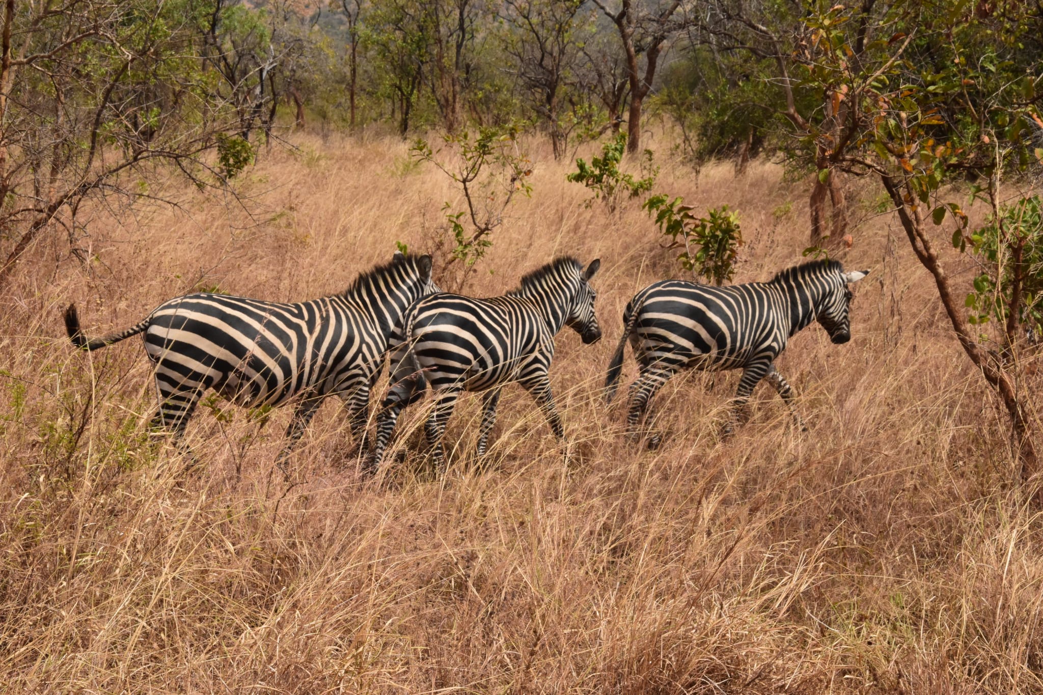 Rwanda gorilla trekking tour