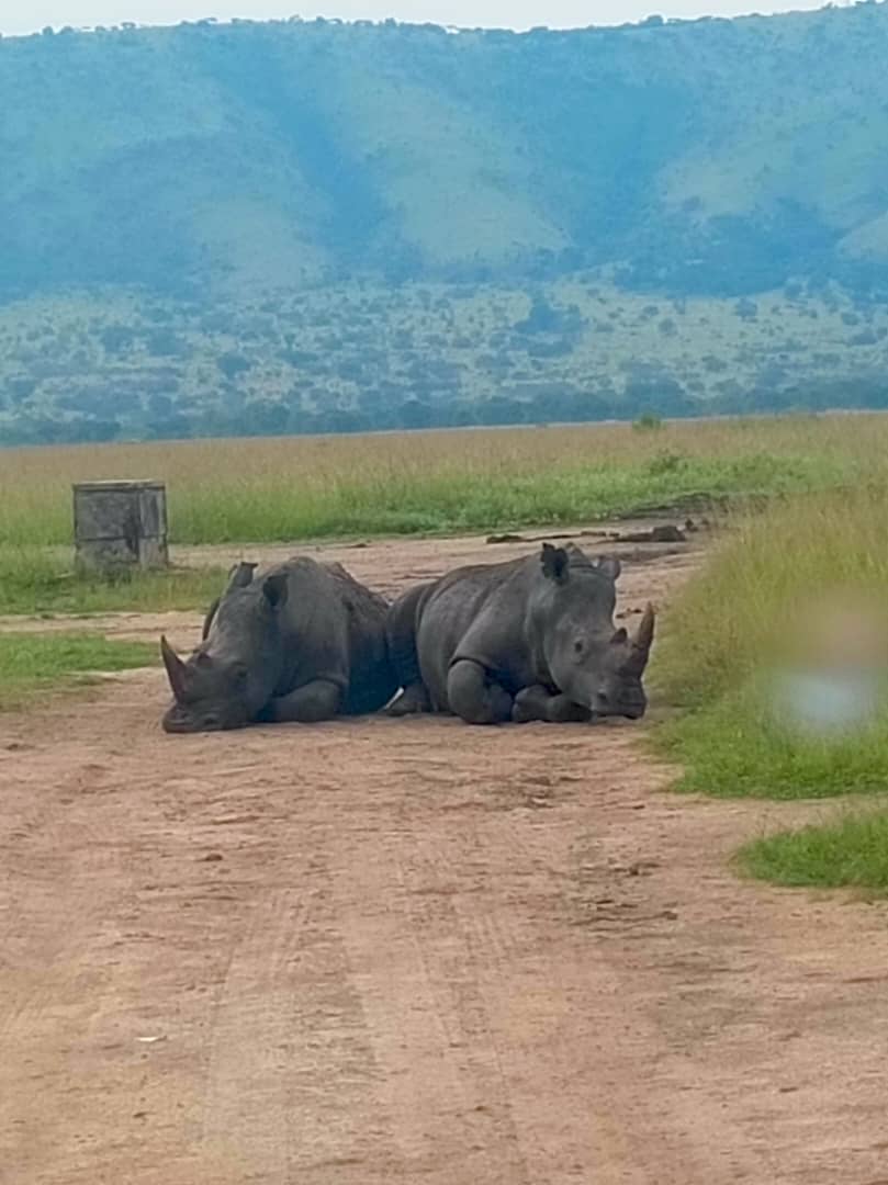 Rwanda gorilla trekking tour