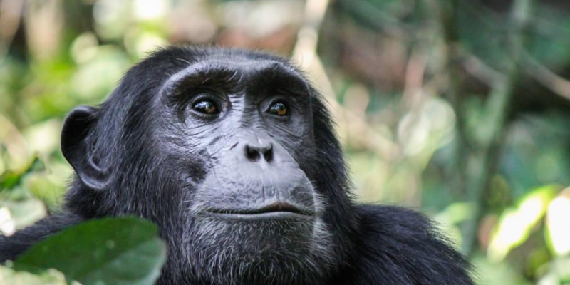 7-Day Rwanda Primate Safari