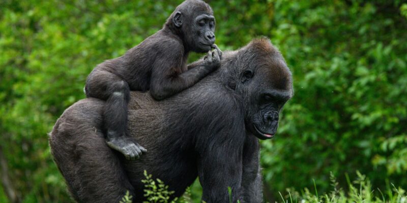 7-Day Rwanda Gorilla Safari